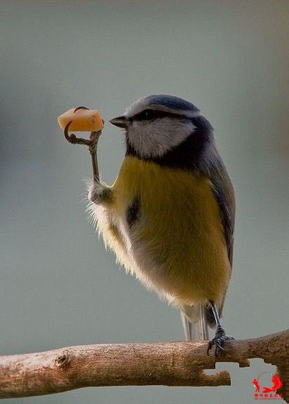 有素质的鸟都是这么吃饭吗