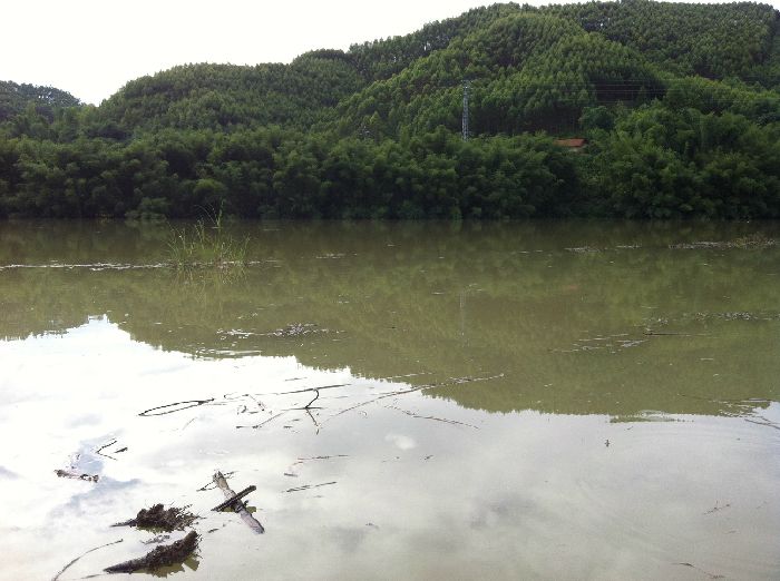 一夜之间，水冒过半棵竹子
