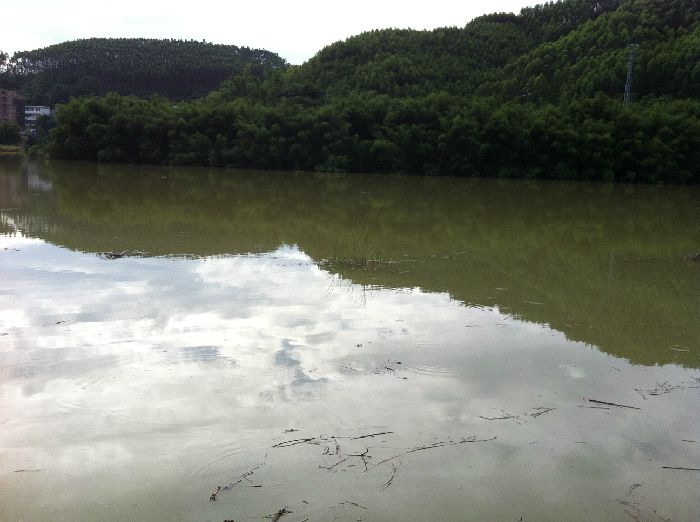 一夜之间，水冒过半棵竹子