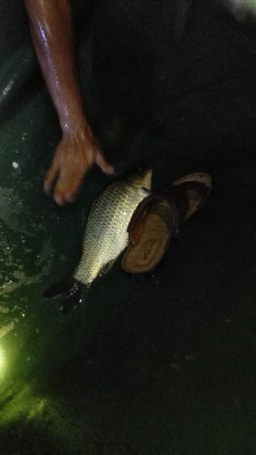 IMG20150917220631.jpg