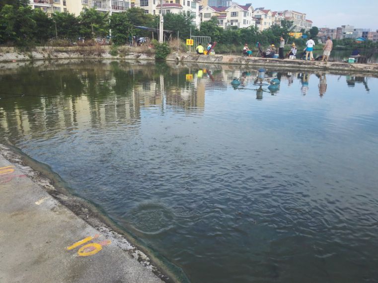综合鱼情.jpg