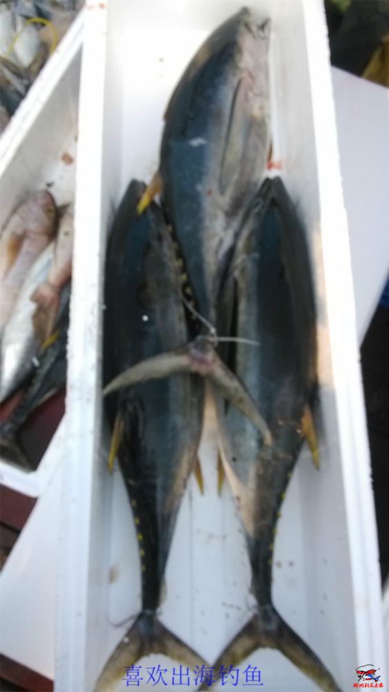 我的鱼获两箱，有80斤，辛苦老黄、老何帮拉回柳州，我老哥子偷回懒