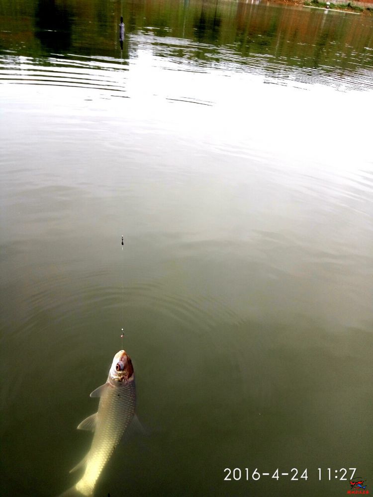 IMG_20160424_112717_HDR_1461497094146.jpg