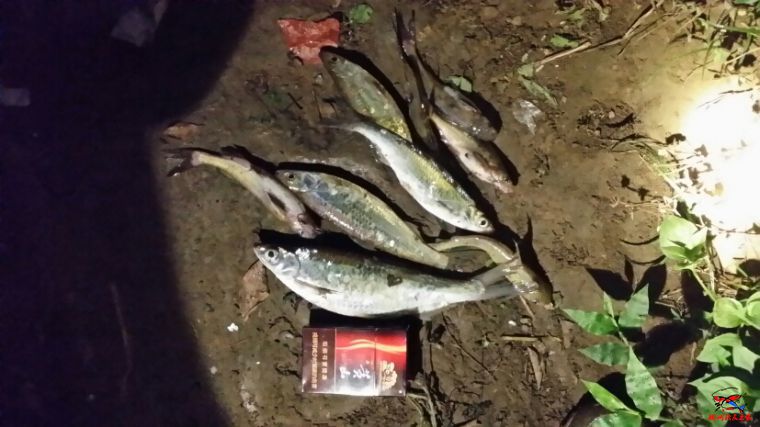 那个大师讲下，这是什么&#128031;