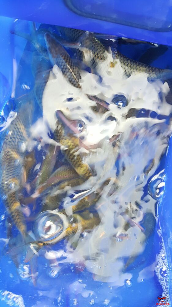 一月龙江的收获，这两个月再去无果，也许那里的存鱼不多，电的炸的厉害吧