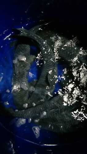 684F326A-4BC1-4502-8411-C1EB3A285ECA-401-0000033112565AB0_tmp.jpg