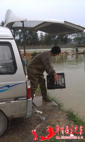 不要总问我鱼够没够数没够数我敢大白天的在鸟叔目前放鱼吗.jpg