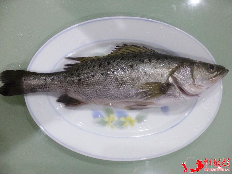 清蒸海鲈鱼-1