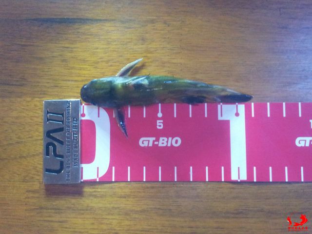 11厘米的小黄蜂