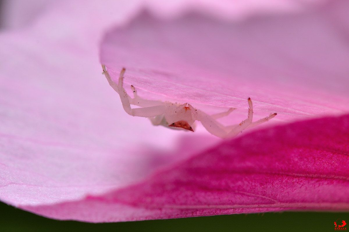 木芙蓉花瓣上的透明蟹蛛……