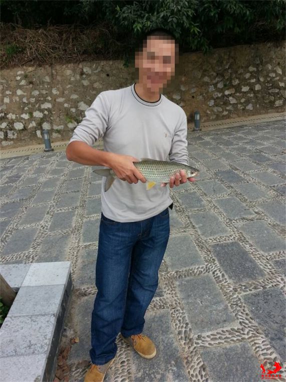 鱼31.jpg