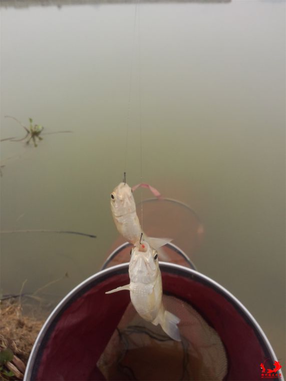 双飞小鲫